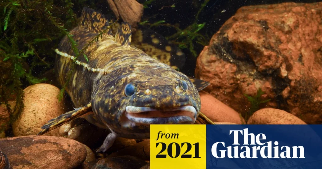Kecsege: The Underrated Freshwater Fish You Should Know About