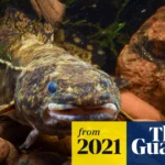 Kecsege: The Underrated Freshwater Fish You Should Know About