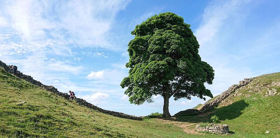 Sycamore Tree: A Comprehensive Guide to History Identification